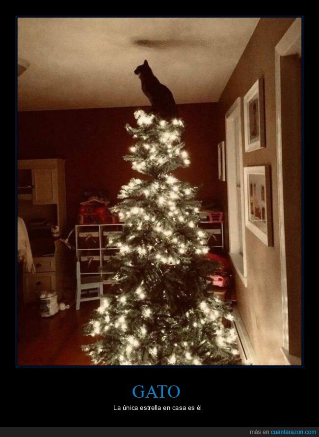 gato,árbol de navidad,estrella