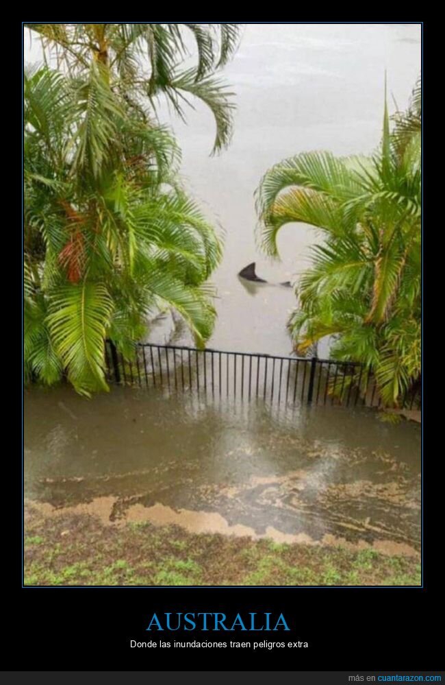 australia,tiburón,inundación