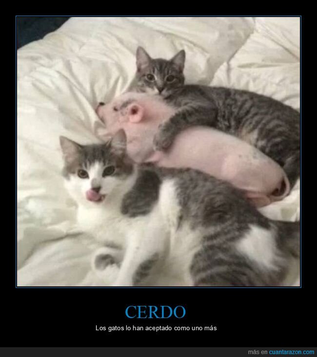 cerdo,gatos