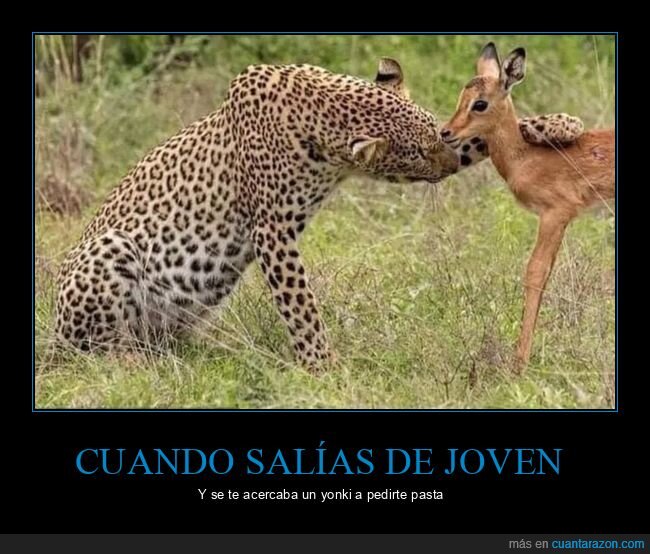 ciervo,leopardo,pedir,salir,yonki