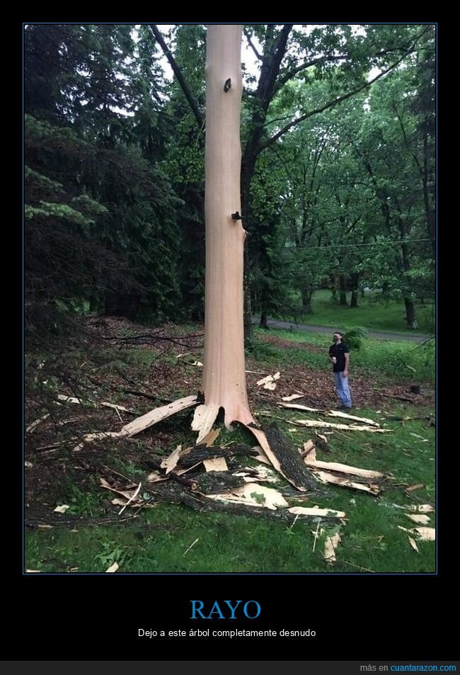 rayo,árbol,corteza,wtf