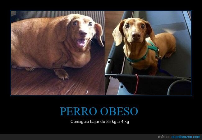 perros,obeso,peso,adelgazar