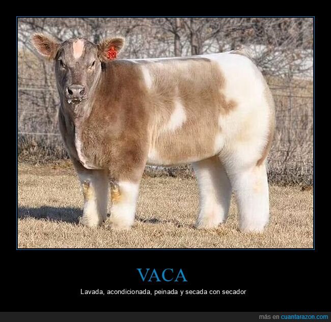 vaca,lavada,peinada,pelo