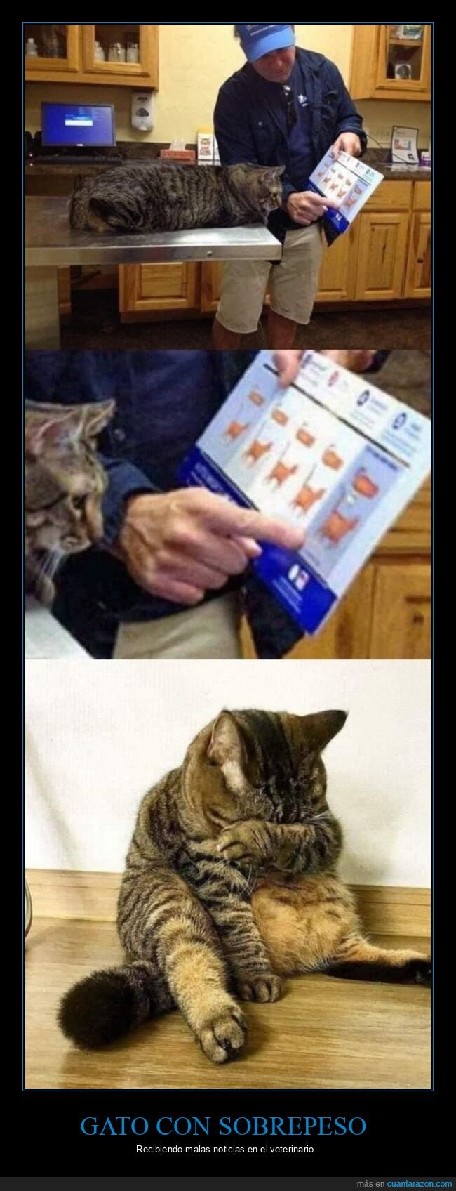 gatos,gordo,veterinario