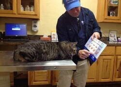 Enlace a Toca hacer dieta