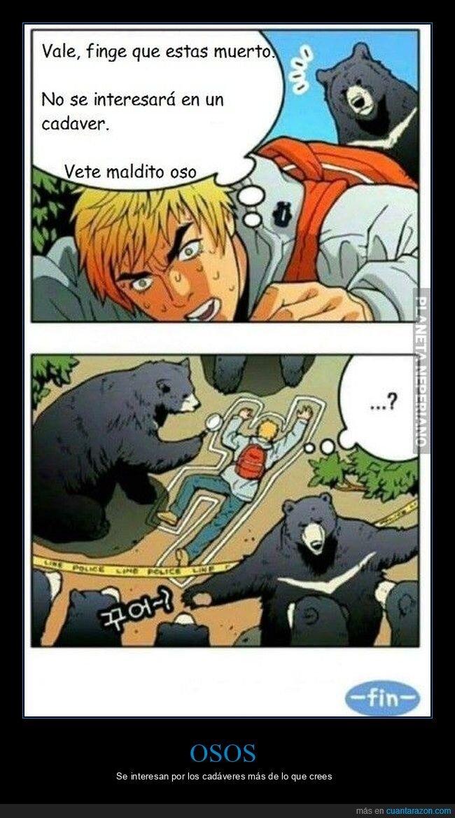 hacerse el muerto,osos