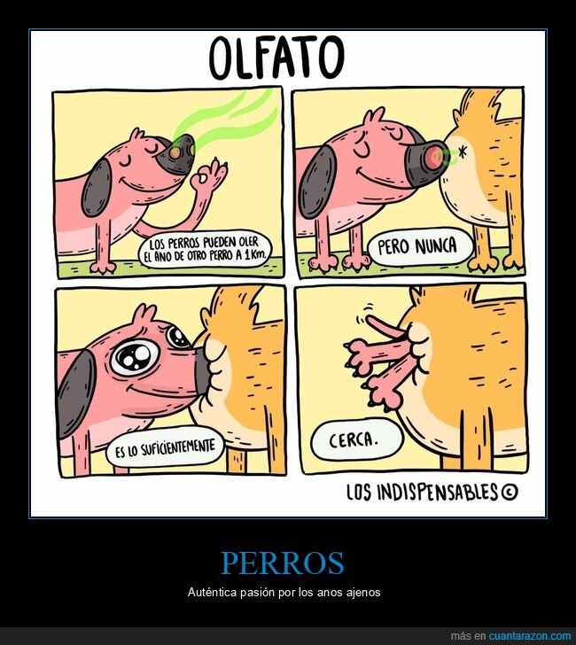 oler,olfato,perros