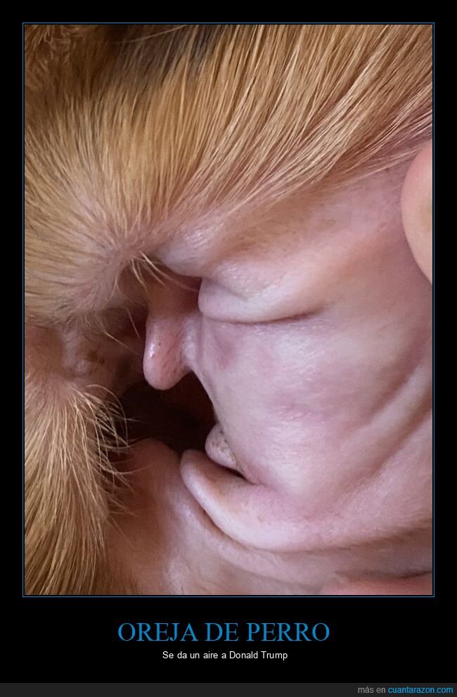 oreja,perro,donald trump,políticos