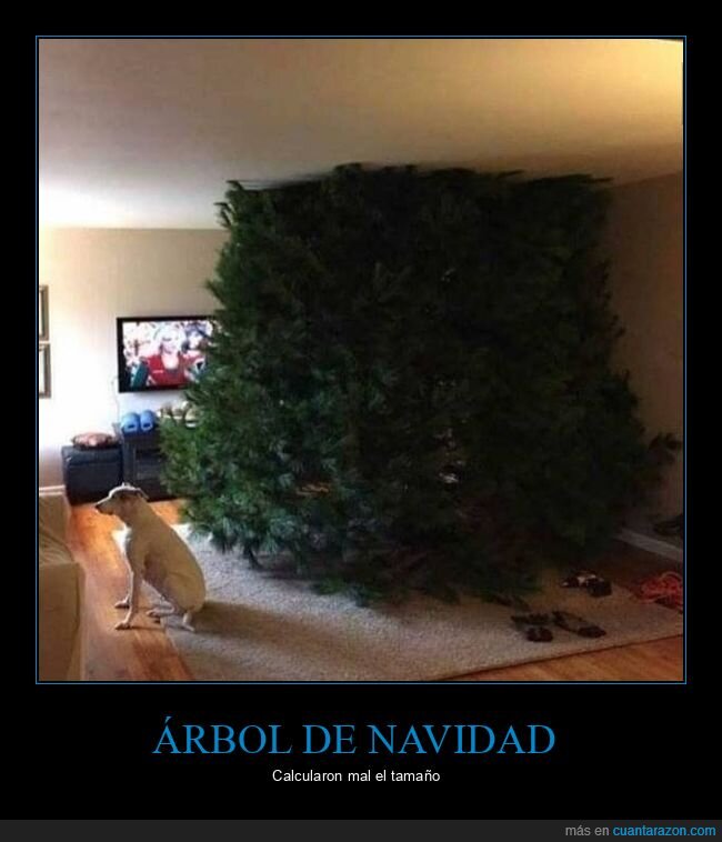 árbol de navidad,gigante,tamaño