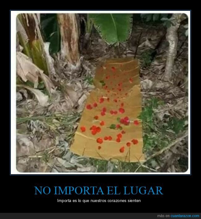 cartón,pétalos,romántico,wtf