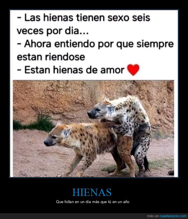 amor,hienas,reír