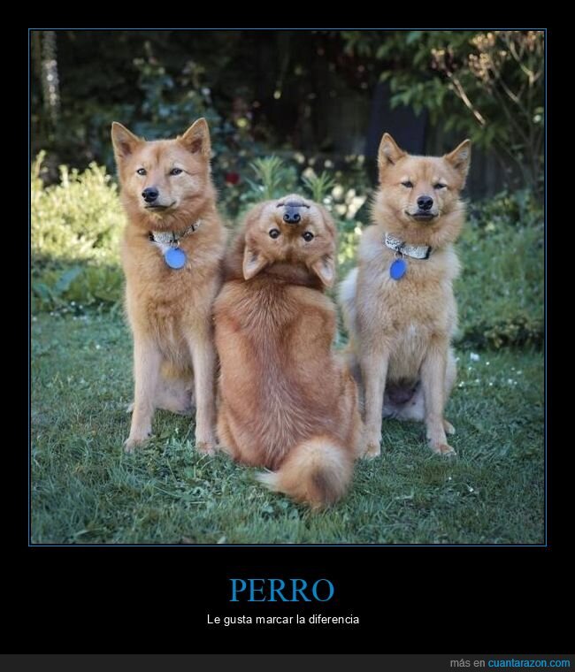 perro,posando,cabeza,wtf