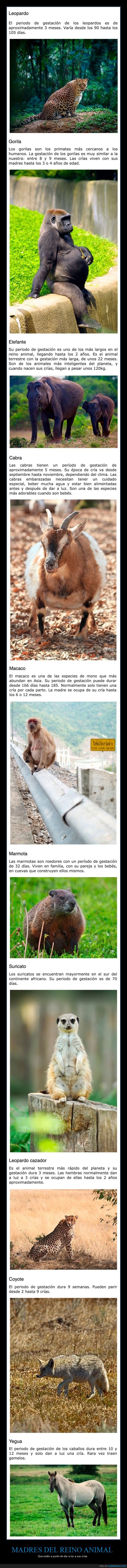 madres,animales,embarazadas