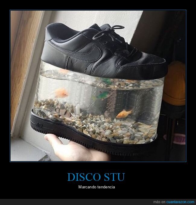 zapatilla,plataforma,peces,wtf