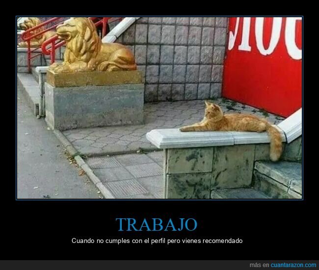 gatos,recomendado,trabajo
