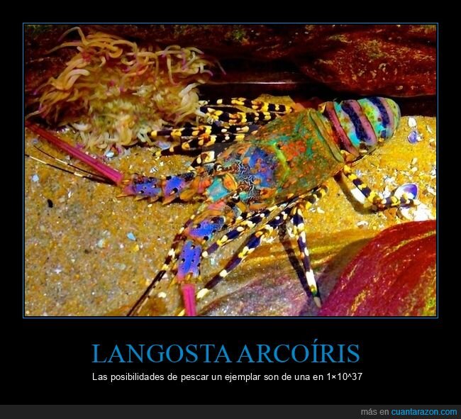 langosta arcoíris,curiosidades