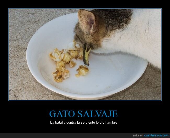 gato,serpiente,comiendo,wtf