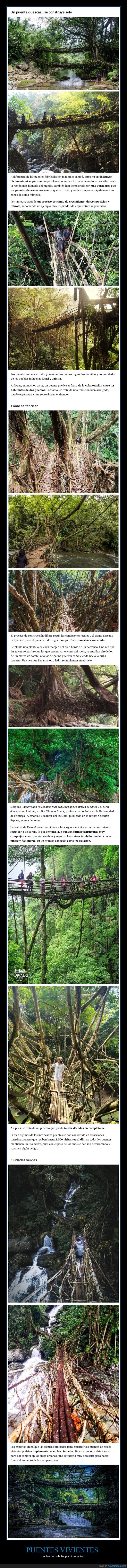 puentes,árboles,india