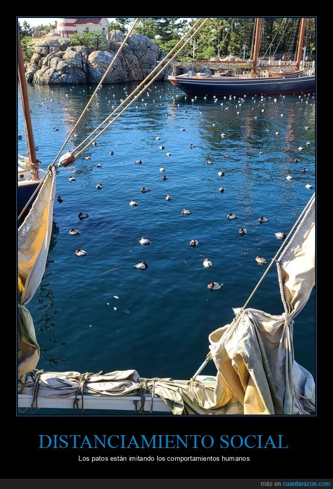 distanciamiento social,patos,wtf