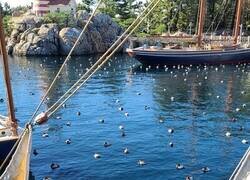 Enlace a Hasta los patos lo hacen mejor que nosotros