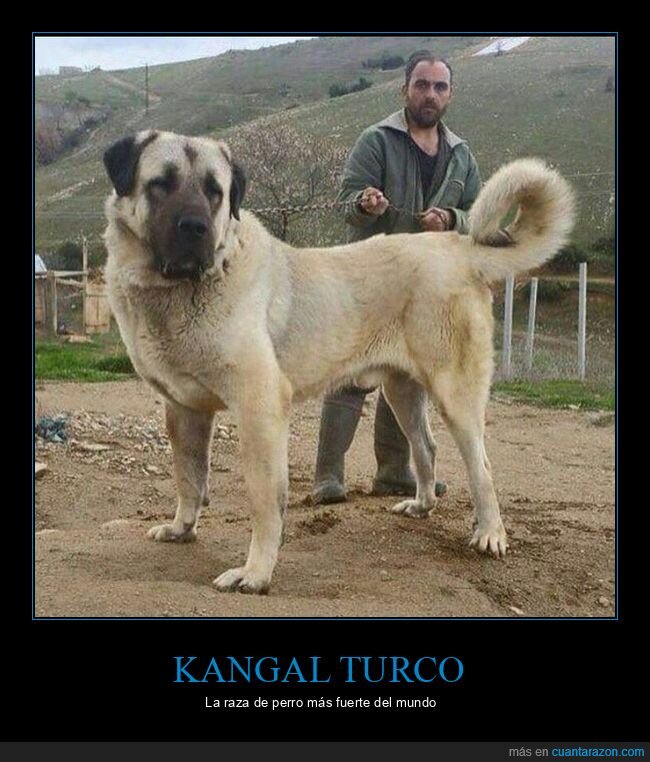 kangal turco,perros,fuerte