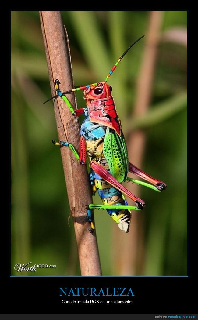 saltamontes,colores,wtf