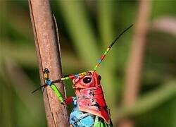 Enlace a Insecto colorido