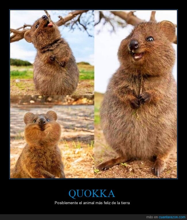 quokkas,feliz