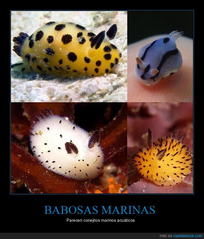 babosas marinas,conejos,parecidos