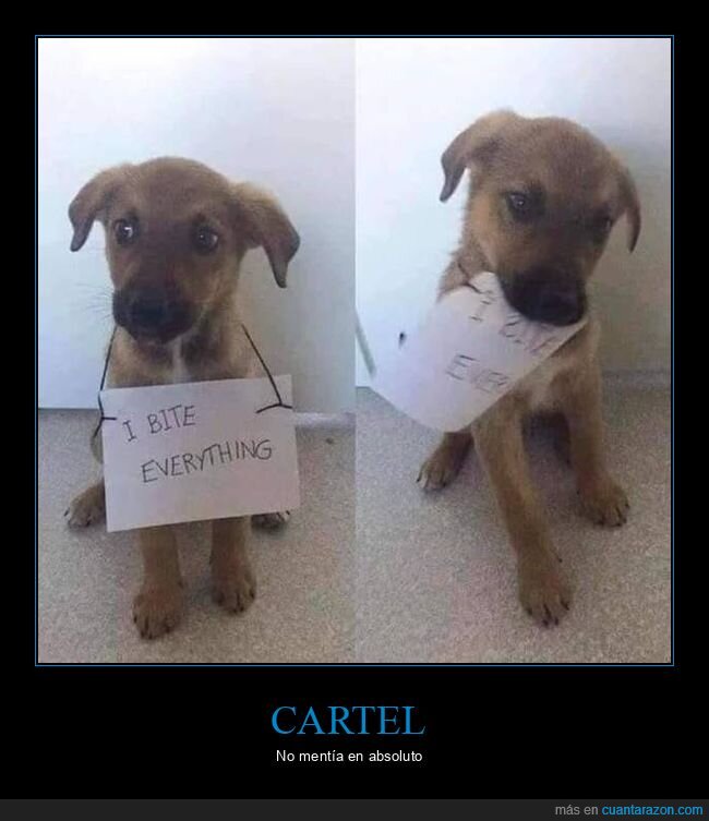 cartel,perro,morder