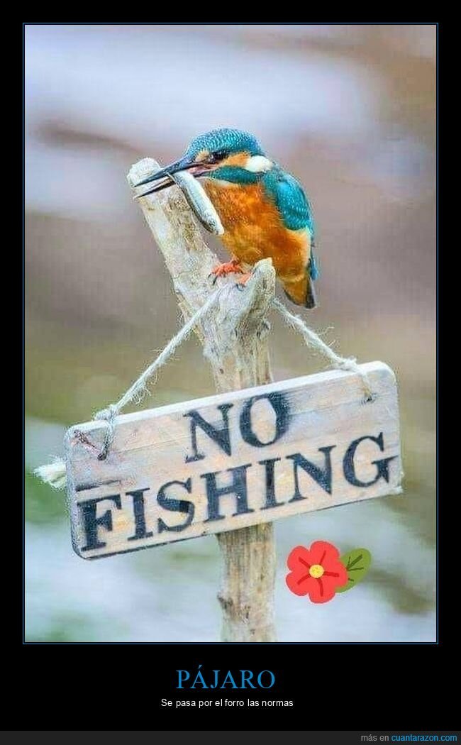 pájaro,pescar,prohibición,cartel,pez