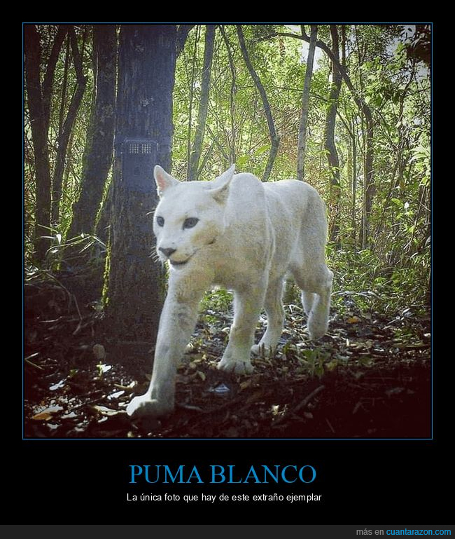 puma,blanco