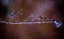 Enlace a Combate en miniatura