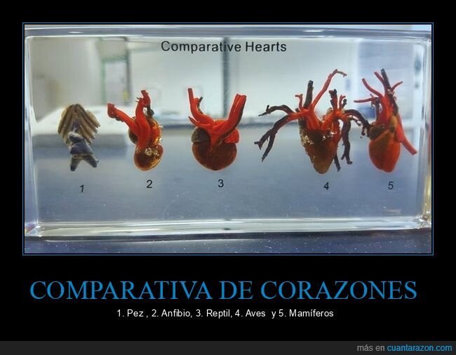 comparativa,corazones,especies