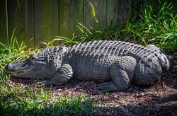 Enlace a Buena retaguardia