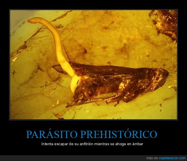 parásito,prehistórico,escapar,ámbar