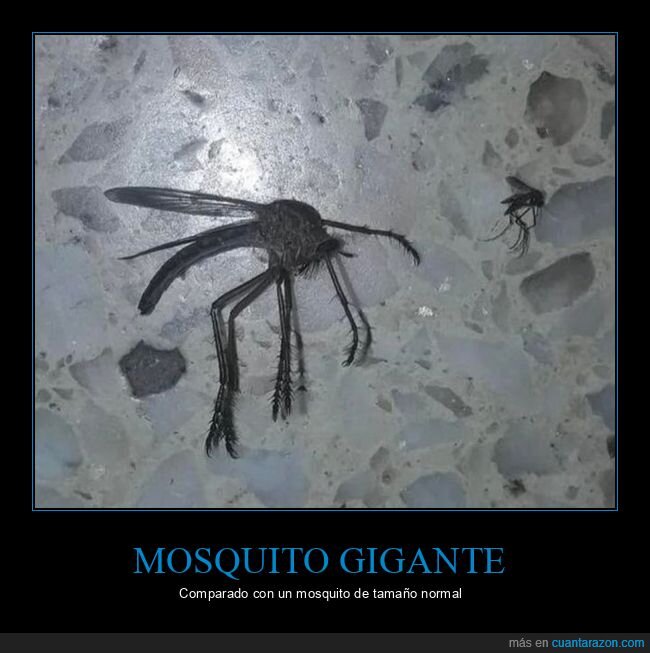 mosquito,gigante,comparación