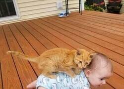 Enlace a Fastidiando desde el principio