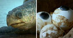 Enlace a Este robot tortuga que grabó a 20000 tortugas desovando en Costa Rica