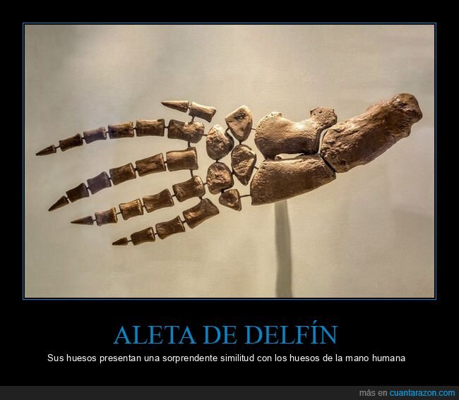 aleta,delfín,huesos,mano,parecidos