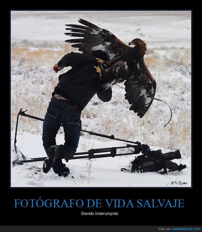fotógrafo,águila,fails