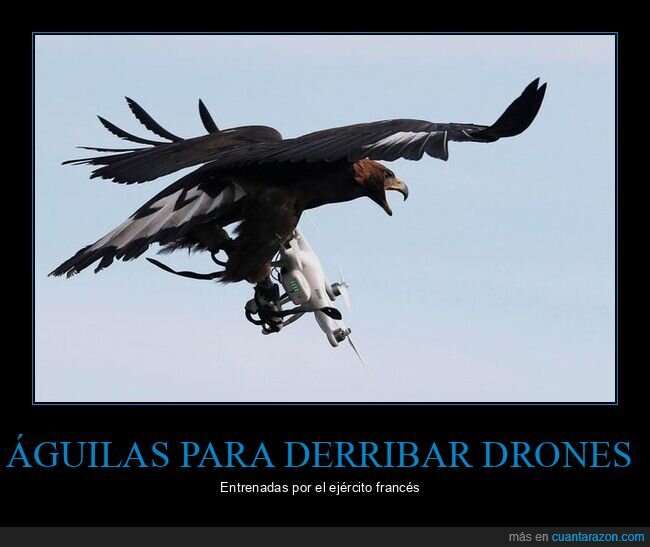 águilas,drones,ejército,entrenadas