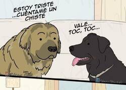 Enlace a Chiste perruno