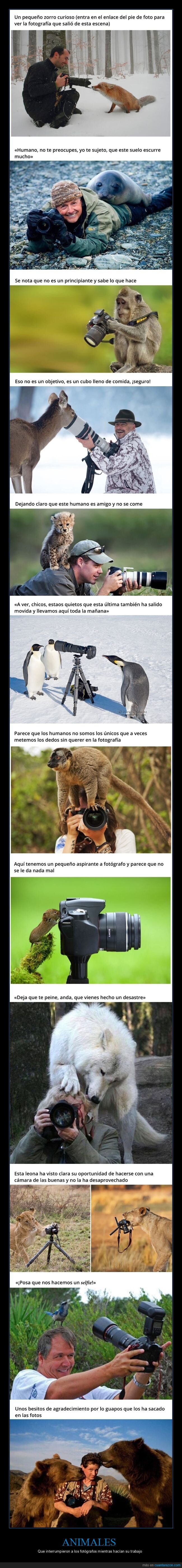 animales,interrumpir,fot&oacute;grafos