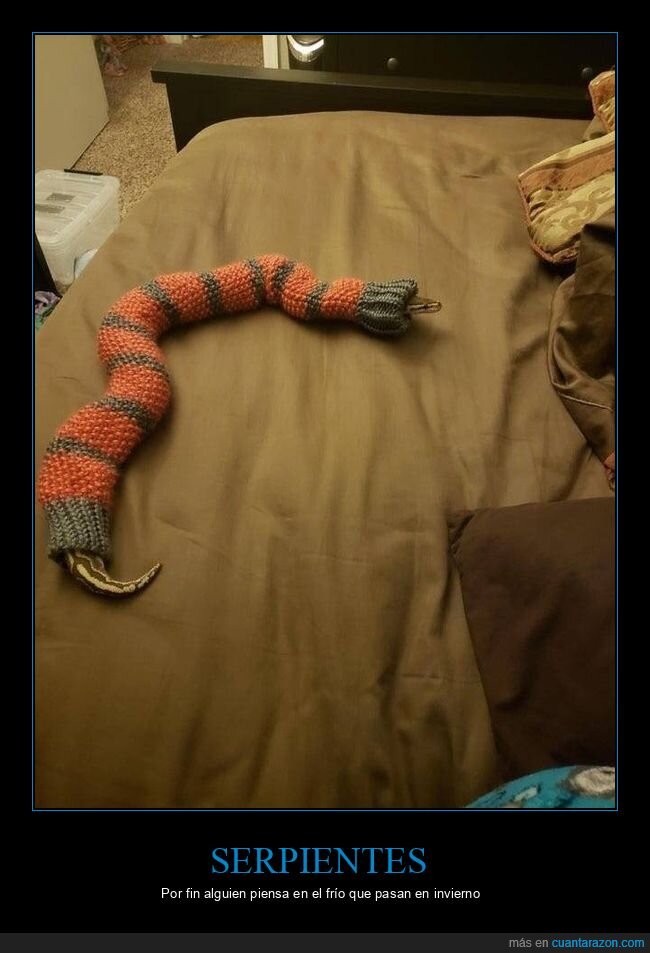 serpiente,jersey,wtf