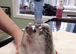 Enlace a Erizo en el veterinario