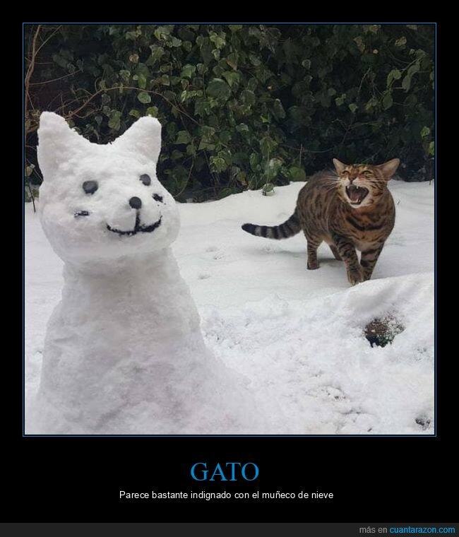 gato,muñeco de nieve