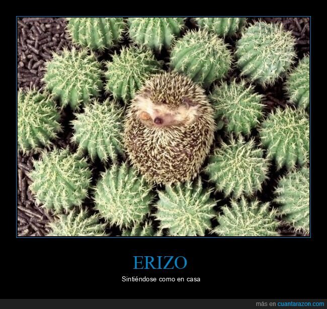 erizo,cactus