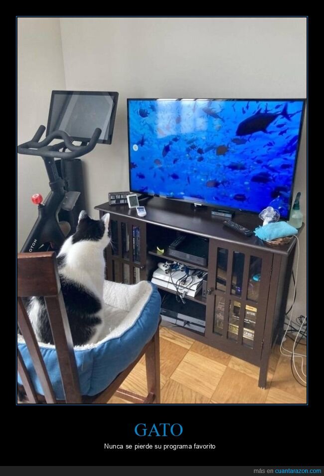gato,televisión,peces