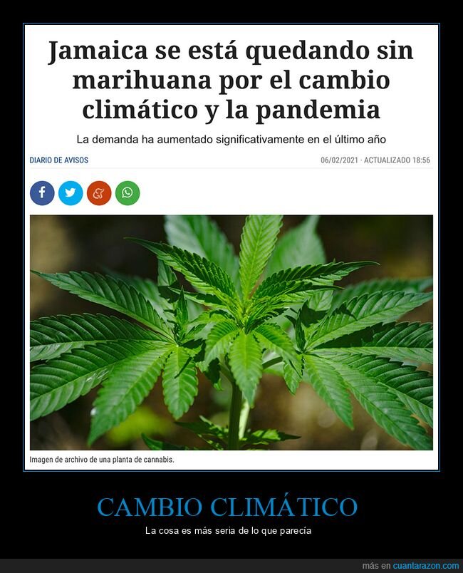 cambio climático,jamaica,marihuana